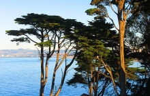 Trees over Crissy field